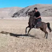 فروش مادیون کرد