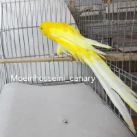 ۱۶۰ عدد قناری رسمی بلند شاخص