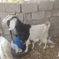 فروش سه بز ماده و یک پازن در بادوله کاکی خورموج