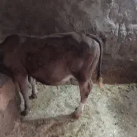گوساله‌نر‌