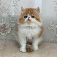 پرشین عروسکی