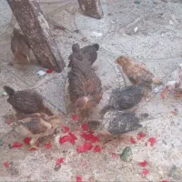 جوجه|حیوانات مزرعه|قرچک, پویینک|دیوار
