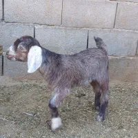 بز و کهره|حیوانات مزرعه|زرقان, |دیوار