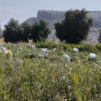باقله خشک اسپانیایی زودپز  پر ثمر و پیله بلند|خوردنی و آشامیدنی|دهدشت, |دیوار