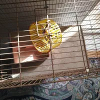 قفس|لوازم جانبی حیوانات|شریف‌آباد, |دیوار