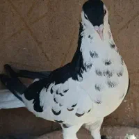 جفت افشون|پرنده|تربت‌حیدریه, شهرک ولیعصر|دیوار