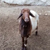 قوچ|حیوانات مزرعه|باغ حلی, |دیوار