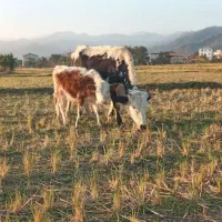 گاو محلی دو رگ