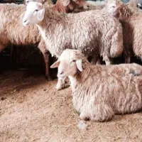 فقط 3روز دیگه تمدید شد*گوسفند زنده تعاونی* وخونی*|حیوانات مزرعه|مشهد, ایثارگران|دیوار