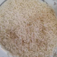 برنج طارم هاشمی محلی امساله و سنگ طارم محلی
