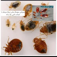 سمپاشی ساس کنه مایت وانواع حشرات ریشه کنی در۱مرحل