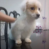 سگ سه ماهه پامر اشپیدز  ۲عدد