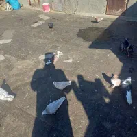 ۱۴ تا کفتر بوم پرشی