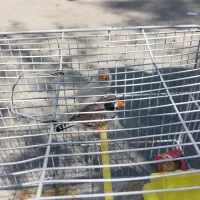 فروش فنچ نرو ماده همراه با قفس