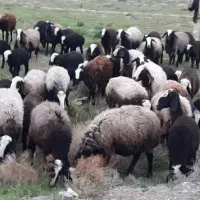 گوسفند شال برترین نژاد ایران 60رس میش شال بره دار