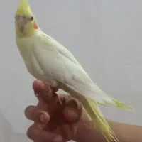 عروس هلندی دست آموز