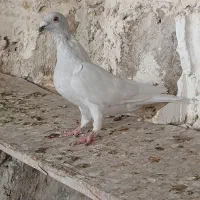 کبوتر الماسی  پلاکی‌‌.  چپ و یال|پرنده|بوشهر, |دیوار