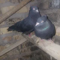 کبوتر زاغ