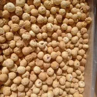 انجیر سفید امسال