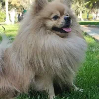 پامر نر آماده جفت گیری