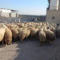 گوسفند بزغاله شیشک بره قوچ غیره فروشی|حیوانات مزرعه|شاهین‌شهر, شهرک هشت بهشت|دیوار