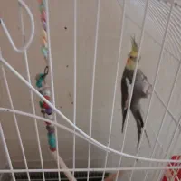 عروس هلندی