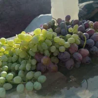 باغچه چهار دیواری ۴۰۹متر با سند مادر /برق کشی شده|فروش زمین و ملک کلنگی|رباط‌کریم, یقه|دیوار