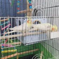 عروس هلندی سخنگو