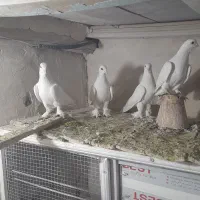 کفتر|پرنده|تبریز, |دیوار