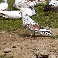 کبوتر نر ماده