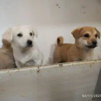 واگذاری ۴ توله  سالم ۲ماده‌ نره ۲ ماه نیم ماه