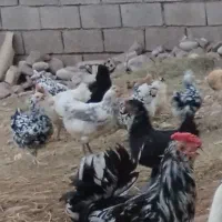 تخم مرغ گلین نطفه دار