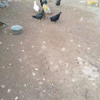 ده مرغ و محلی با یه دونه خروس|حیوانات مزرعه|کوهدشت, |دیوار