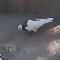 کفتر طوقی نر