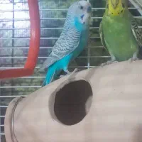 یک جفت مرغ عشق ۴۵۰ بدون قفس باقفس و لونه ۷۵۰|پرنده|کهریزک, |دیوار