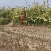 اسب|اسب و تجهیزات اسب‌سواری|حمیدیه, |دیوار