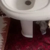 بهداشتی و ساختمانی|لوازم سرویس بهداشتی|شاهرود, |دیوار