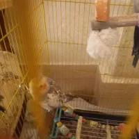 عروس هلندی دوتا نر تکی هم میدم|پرنده|تربت‌حیدریه, بازار|دیوار