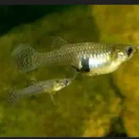 فروش عمده ماهی گامبوزیا|ماهی|جیرفت, |دیوار