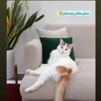 واگذاری ۳ عدد گربه عقیم شده واکسن خورده