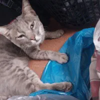 گربه ی گمشده در آق قلا زمین شهری