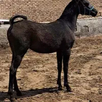 کره مادیان کره دالاهو ایلام وکره نریان کره دالاهو