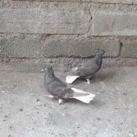 کبوتر|پرنده|سوسنگرد, |دیوار