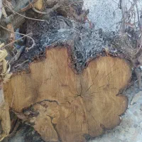 برش وهرس درخت وخریدارچوب درخت