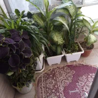 گل گیاه|گل و گیاه طبیعی|دهگلان, |دیوار