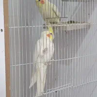 تخم عروس هلندی