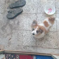 سگ پامر