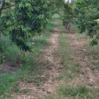 باغ برجاده|فروش دفتر صنعتی، کشاورزی، تجاری|خوی, |دیوار