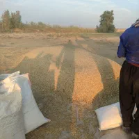 کاه یونجه|خدمات باغبانی و درختکاری|شوشتر, |دیوار