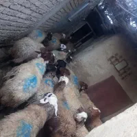 گله گوسفند(میش )